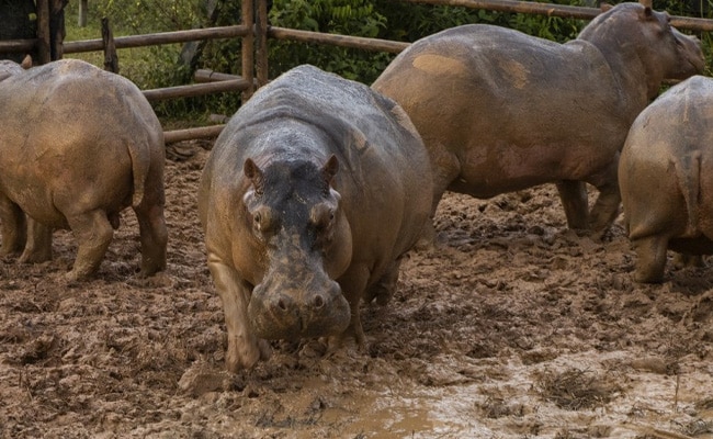 Of Pablo Escobar's Hippos To Be Airlifted To Mexico: Report