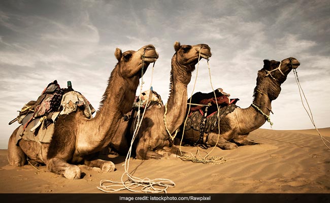 Dubai Camel Cloning Caters To Races, Beauty Pageants