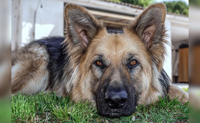 Year Old Attacked By "Aggressive" German Shepherd In London