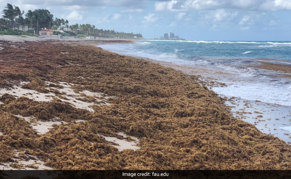 Flesh Eating Bacteria Found In Seaweed Mass Heading For Florida: Study