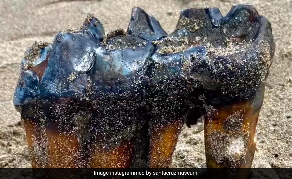 Mastodon Tooth Found On Beach In US Town, Handed Over To Museum