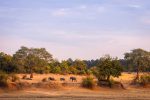 Discover Zambia and Fall in Love: A Honeymoon Guide to This Unique African Country
