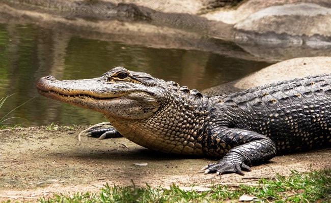 Escaped Chinese Crocodiles All Captured: Report