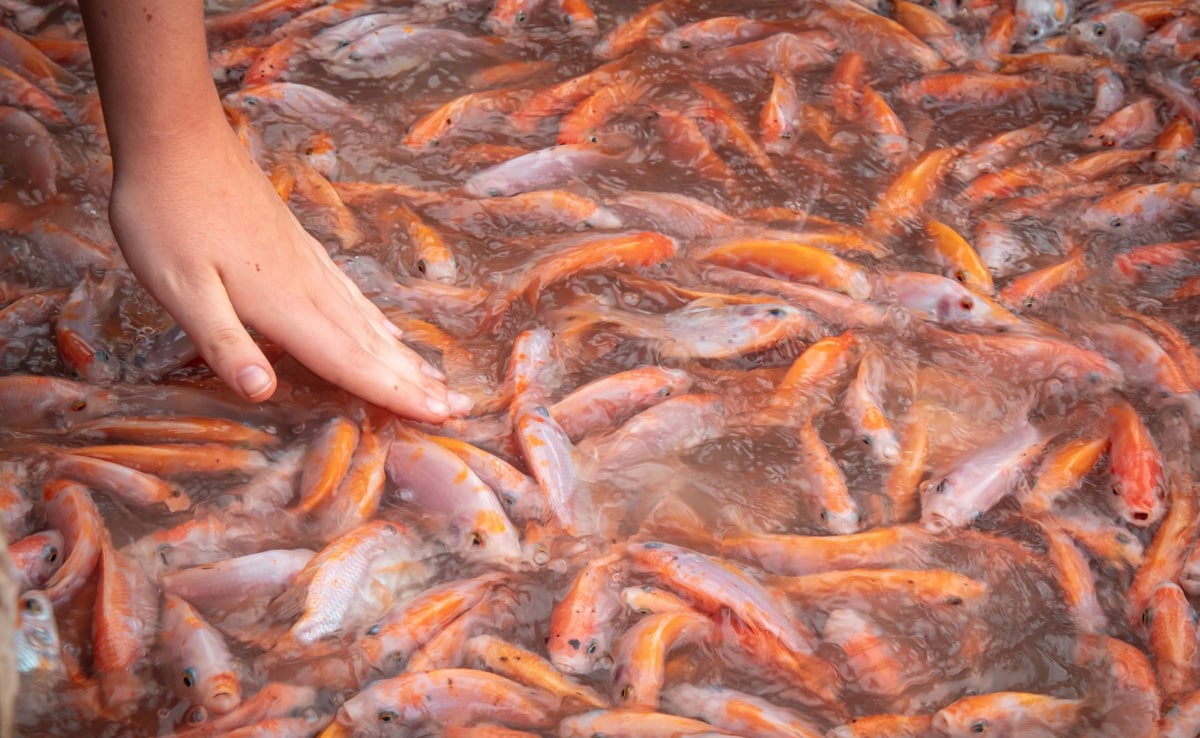 US Woman Loses All Four Limbs After Eating Contaminated Fish