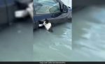Video: Cat Clings To Submerged Car's Door Handle In Flooded Dubai, Rescued