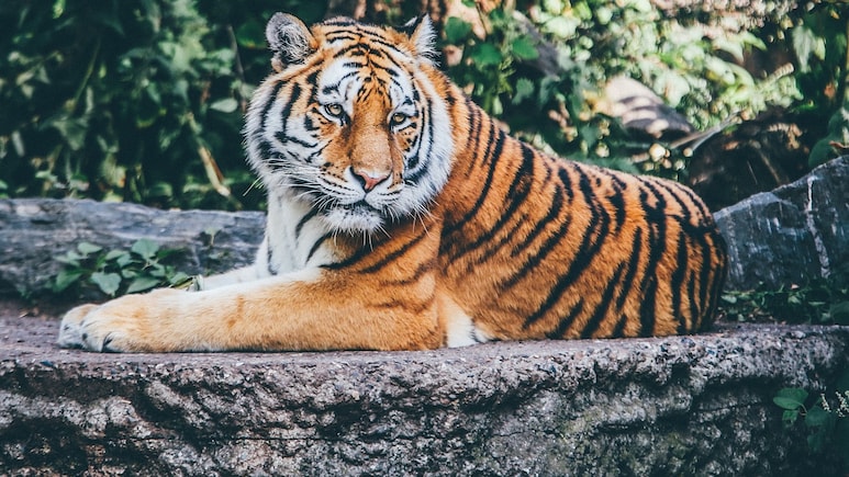 Colonialism Turned Tigers To Trophies. How India Moved Humans To Save Them
