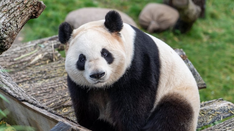 Finland Zoo To Return Pandas To China Because They Are Too Expensive