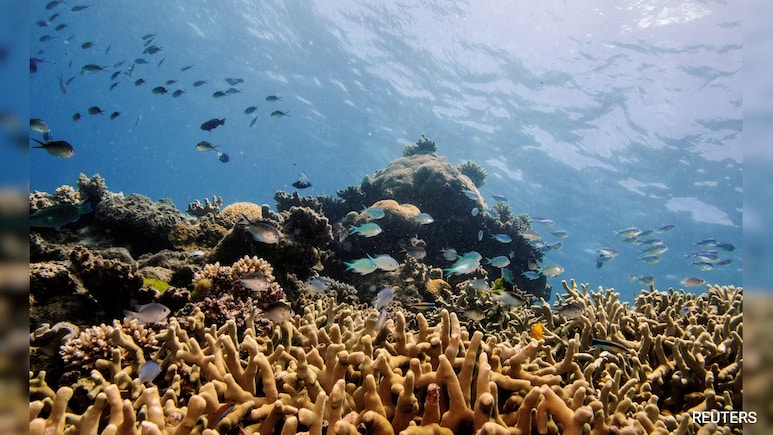 Hidden Heat Tolerant Corals Can Save Great Barrier Reef, New Research Shows