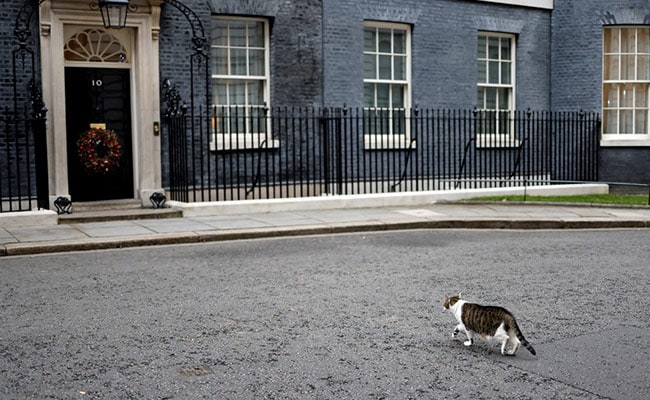 What Larry, The Downing Street Cat, Said About Keir Starmer's New Kitten