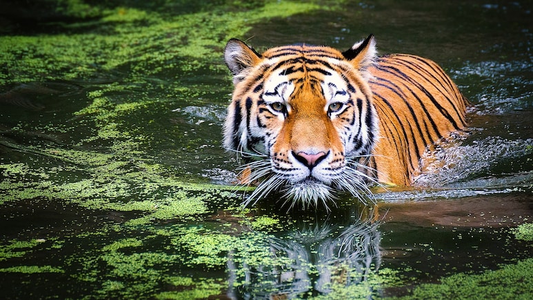Tigers Die In Vietnam Zoos Due To HN Bird Flu Virus: Report