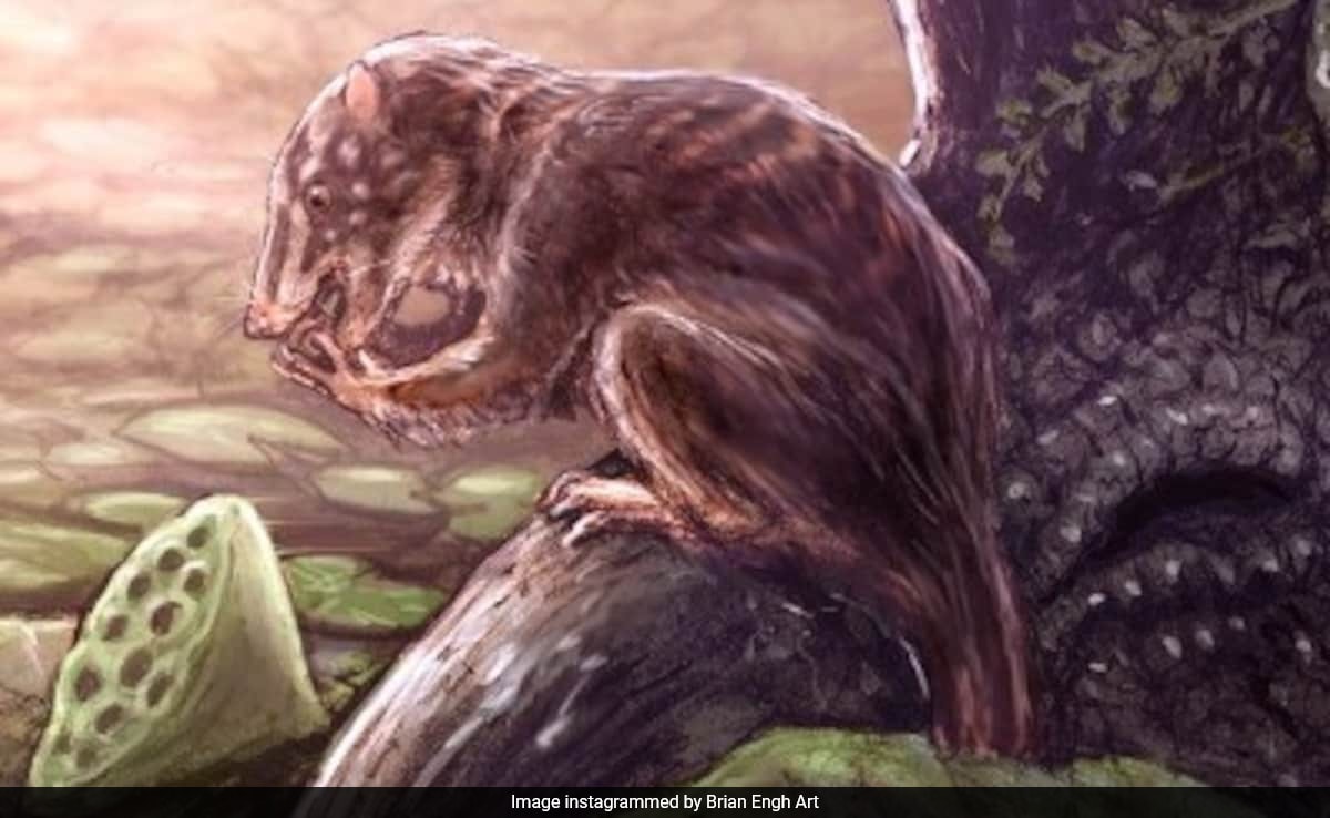 Million Old Mammal Species That Lived Alongside Dinosaurs Discovered