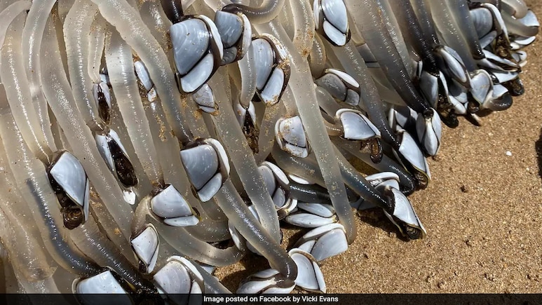 Alien Like Creature Washes Up On Australian Beach, It Turns Out To Be