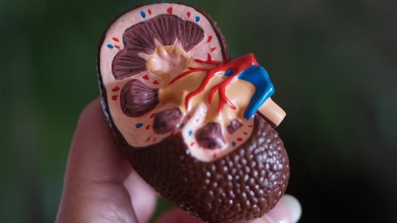 Chronic Kidney Disease Cases In Women Tripled In Last Decades: Study