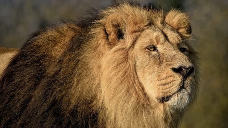 Nigerian Zookeeper Killed By Lion After Leaving Gate Open During Feeding