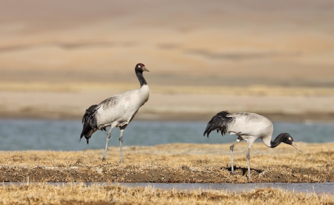 Rare Black Necked Cranes Sighted In Ladakh