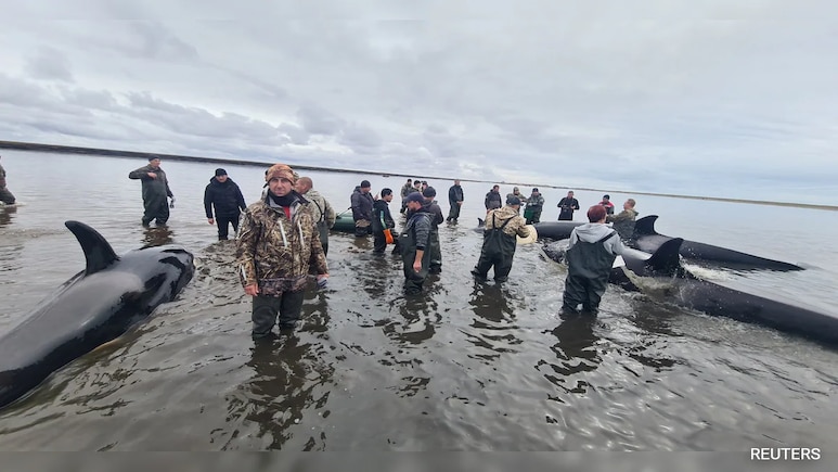 Rescuers Save Stranded Killer Whales In Russia's Kamchatka: Report