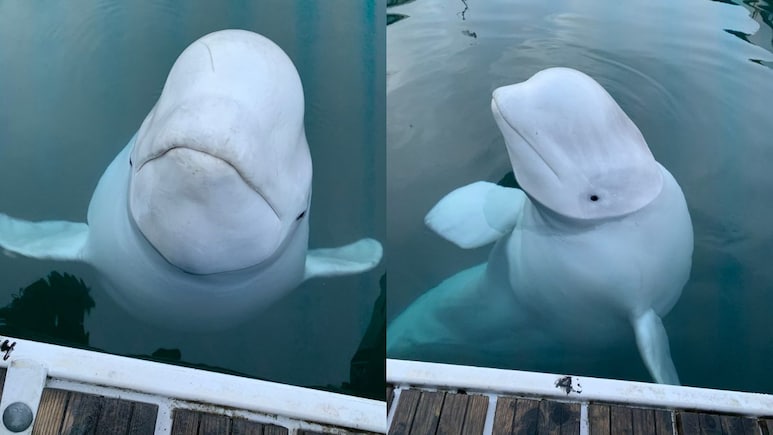 Russian "Spy Whale" Death: New Claim By Cops On How Hvaldimir Died
