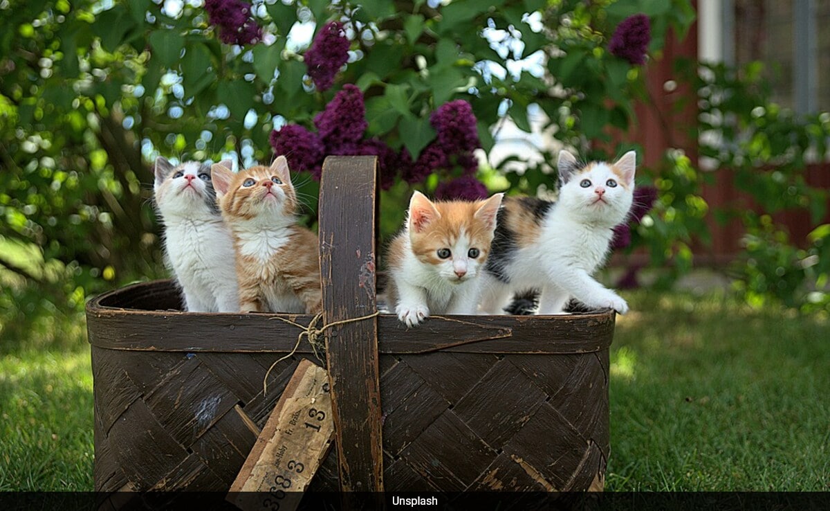 Science Proves What We Suspected, Cats Are Basically 'Liquid'
