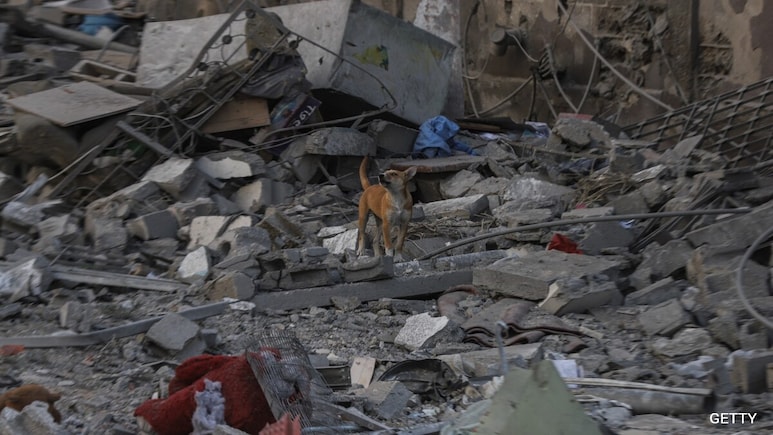 Stray Dogs Eat Bodies On Gaza Streets As Death Count Mounts To ,