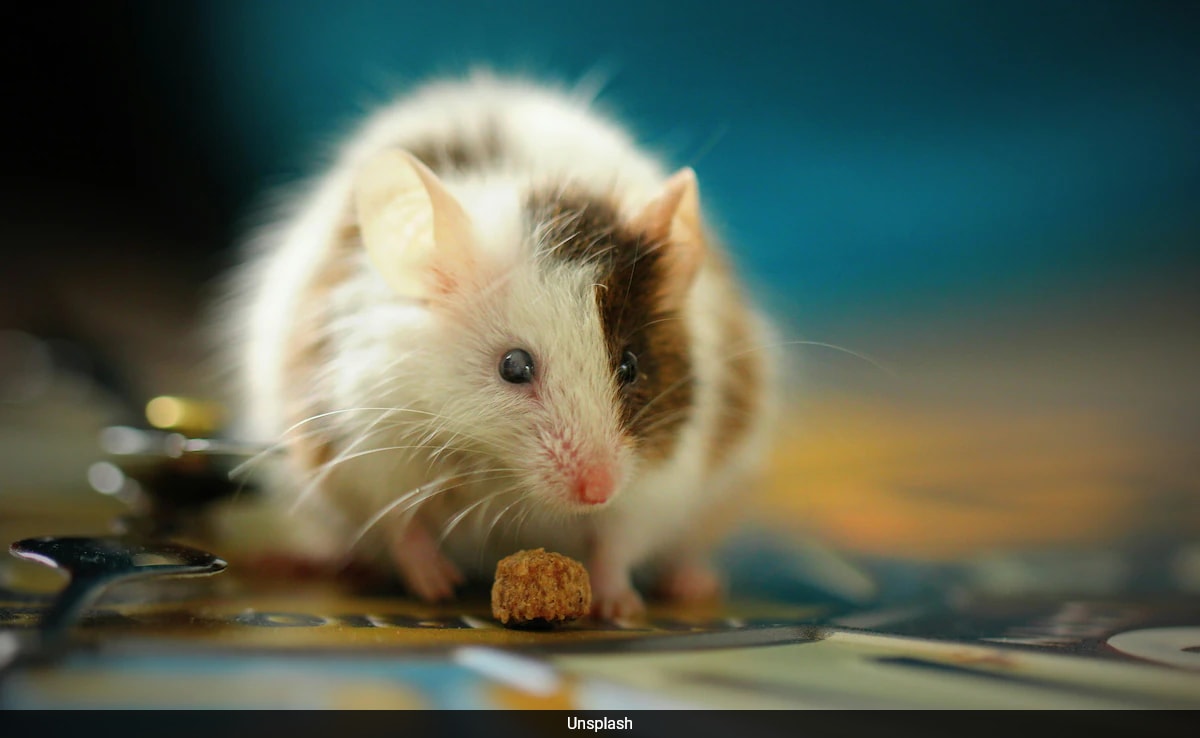 Study Links Lower Caloric Intake To Increased Longevity In New Research