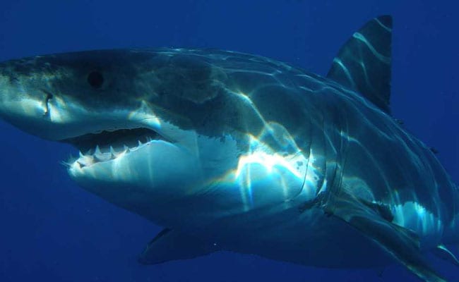 US Diver Feared Eaten By Shark, But Friend Still Denies Shark Attack