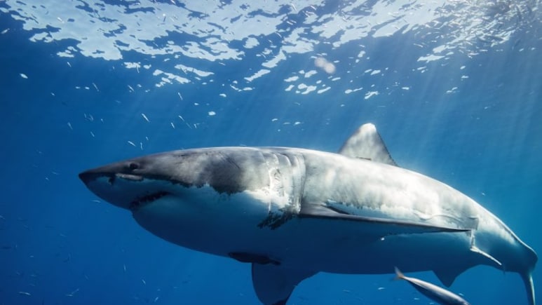 Year Old Man Mauled To Death By Great White Shark In New Zealand