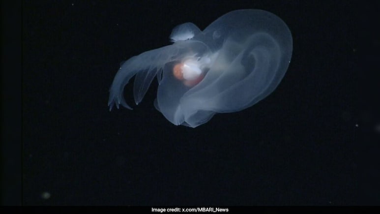 Apple Sized "Mystery Mollusk" Discovered In Ocean's Midnight Zone