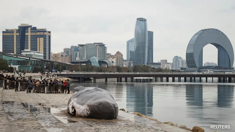 At World's Largest Lake, A Rancid Dead Whale Center Of Attention