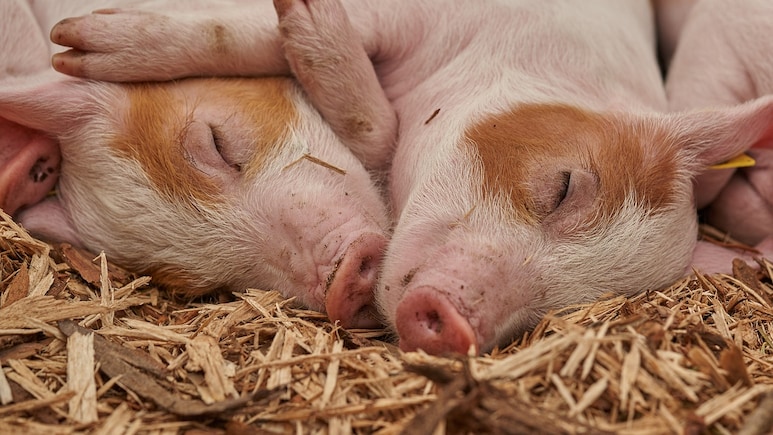 Bird Flu Detected In Pigs, Virologists Concerned