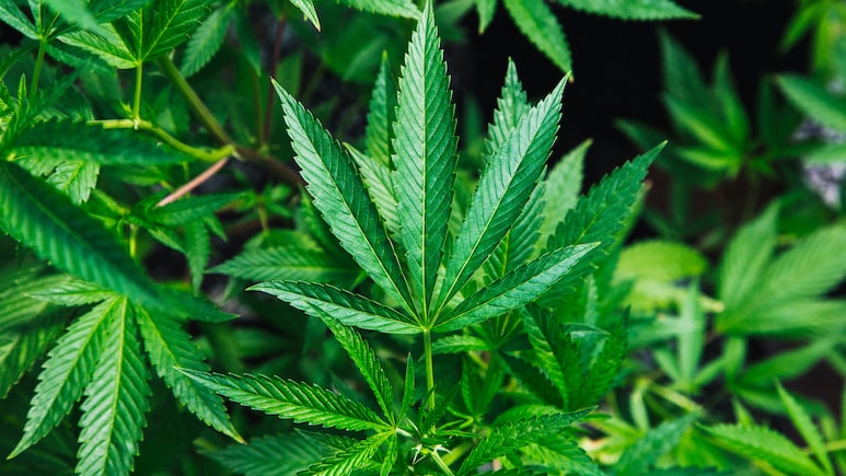 Cannabis Consumption Can Increase Risk Of Cancer: Study