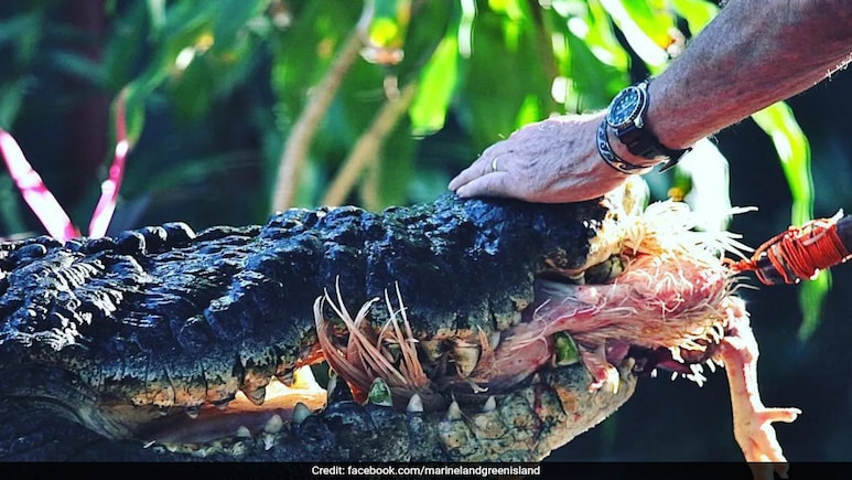 Cassius, World's Largest Captive Crocodile, Dies In Australia
