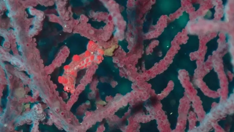 Long Lost Sea Creatures, That Disappeared Years Ago, Make A Comeback