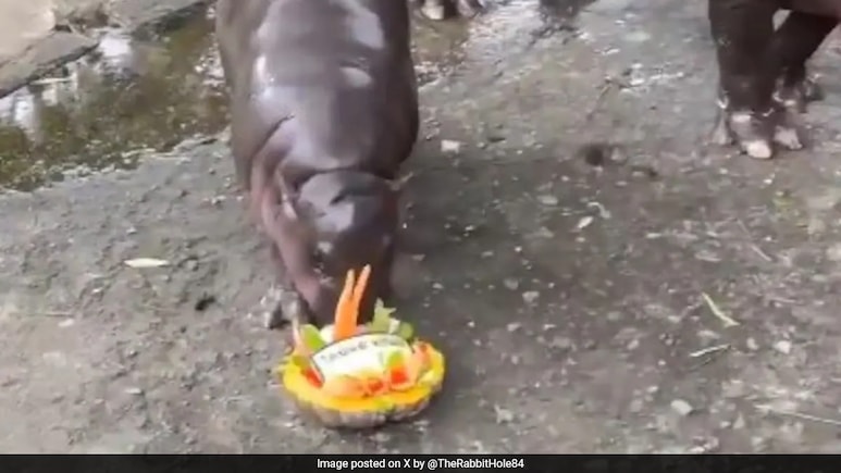 Not 'Nostradamus', Not AI: Pygmy Hippo Moo Deng Predicts US Polls Right