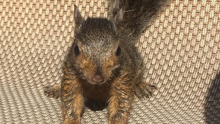 Peanut, The Famous Squirrel Euthanised In US, Didn’t Have Rabies: Report