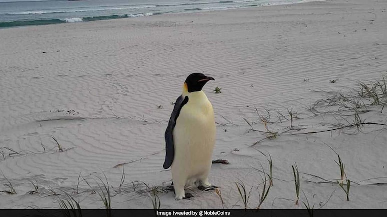 Penguin That Swam From Antarctica To Australia Released Back Into Ocean