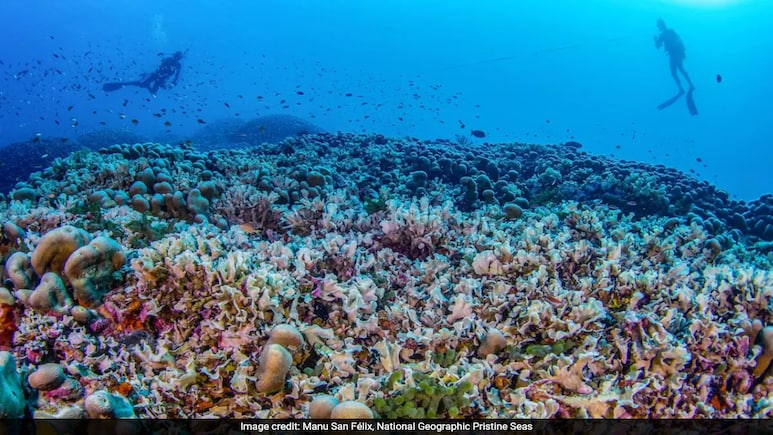 Scientists Stunned By Enormous Coral Discovery In Solomon Islands