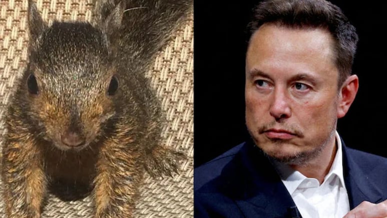 “Trump Will Save The Squirrels”: Elon Musk Mourns Peanut’s Euthanasia