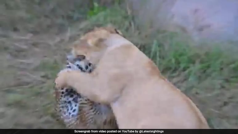Video: Mother Leopard Fights A Lion Head On, Saves Cubs In Africa
