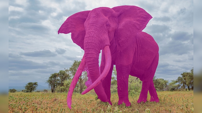 What The Pink Elephant Test Reveals About Your Ability To Control Thoughts