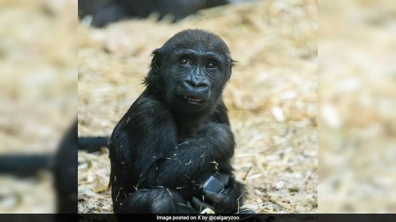 Young Gorilla Dies At Canada Zoo After Being Crushed By Hydraulic Door