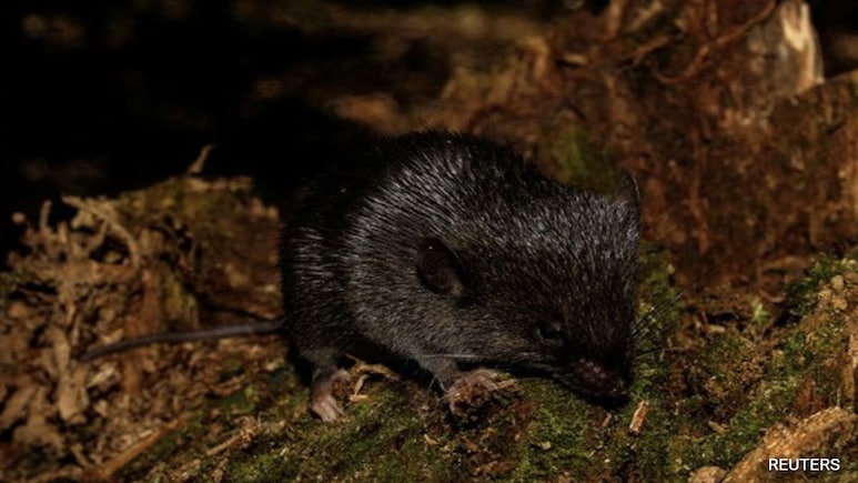 'Amphibious Mouse' Among New Species Discovered In Peru's Amazon