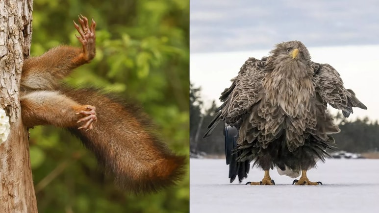 Awkward Squirrels To Goofy Frogs: The Funniest Wildlife Photos Of
