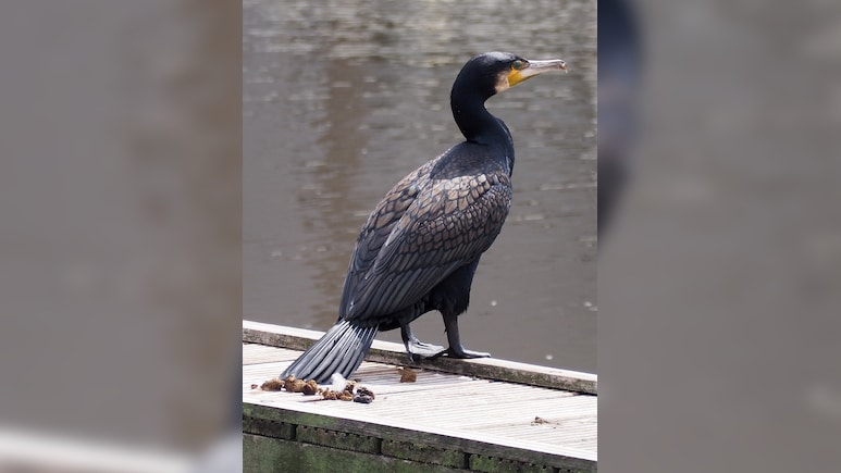 Bird Poop May Help Stop The Next Flu Pandemic