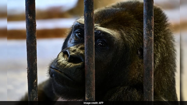 Bua Noi, World's Loneliest Gorilla To Spend th Christmas In Thai Mall Zoo