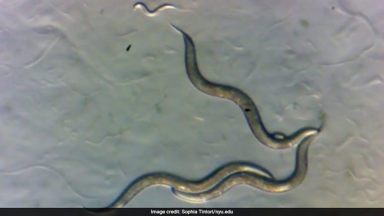 Can Humans Repair Their DNAs? Tiny Worms In Chernobyl Could Hold Key