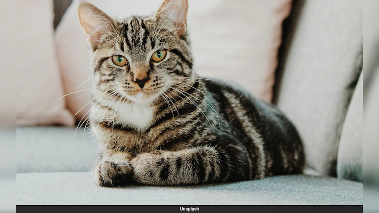 Cats May Carry Deadly Bird Flu To Humans, Study Warns
