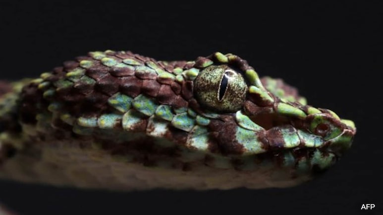 'Eyelash Viper', Leaf Nosed Bat Among New Species In Biodiversity Hotspot