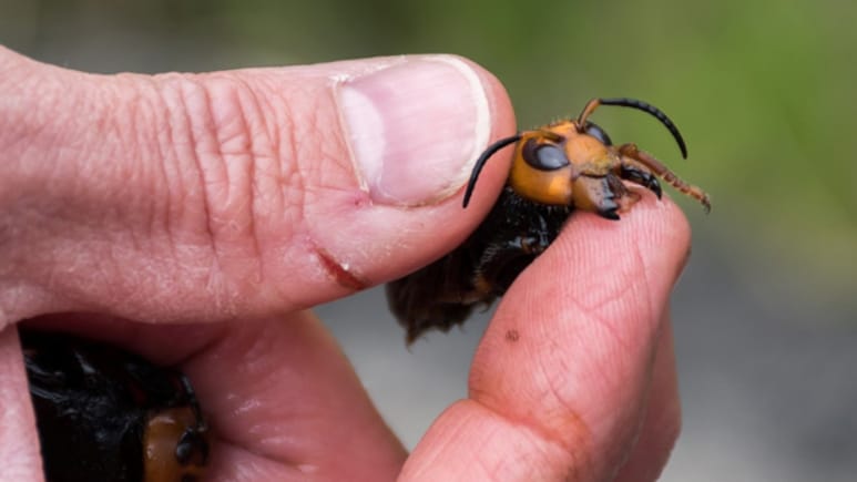 Invasive "Murder Hornets" Eradicated In US, Officials Say