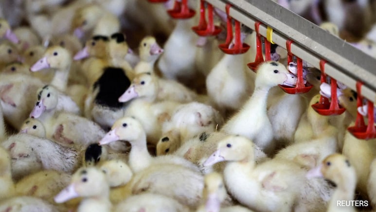 'Knocking On Our Door': Experts Warn Of Bird Flu's Pandemic Threat
