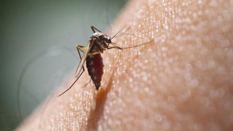 Malaria Mortality Returns To Pre Covid Levels: WHO